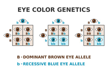 Eye color genetics. Brown eyes and blue eyes cross. Dominant brown allele. Recessive blue allele. Punnett square. Mendel inheritance. Phenotype and Genotype of eye color. Vector illustration.