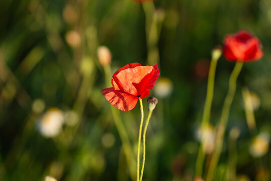 A red flower is the main focus image, surrounded by green grass