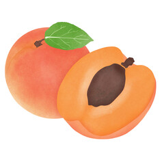 apricot with apricot half. Summer fruit. Farming, harvesting. Healthy and organic food.illustration design.