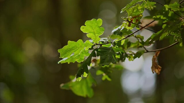 Branches of a deciduous tree blows in the wind on a stormy day in a forest in Hanover, Lower Saxony, Germany, Europe