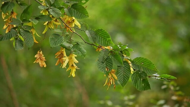 Branches of a deciduous tree blows in the wind on a stormy day in a forest in Hanover, Lower Saxony, Germany, Europe