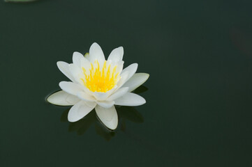 A Blooming White Water Lily on a Pond