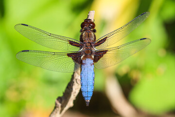Broad-bodied chaser dragonfly on a twig - Libellula depressa