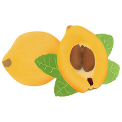 illustration of ripe loquat fruit, whole and halved, with green leaves, isolated on white background.