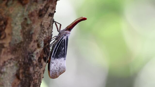 Nature wildlife footage of beautiful Lantern bug, Pyrops sultanus