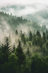 vertical green landscape illustration with fog over pine trees forest