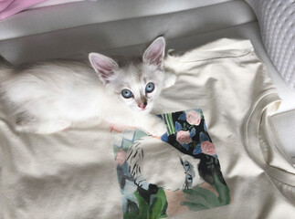 cute little kitten is lying on a T-shirt with a pattern similar to her