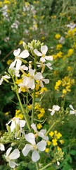white flowers and plant of Radish Pod with yellow background