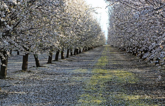 Almond trees alley - Almond orchard, Fresno, California