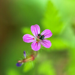 Rose chafers bugs on herb robert flower - Geranium robertianum