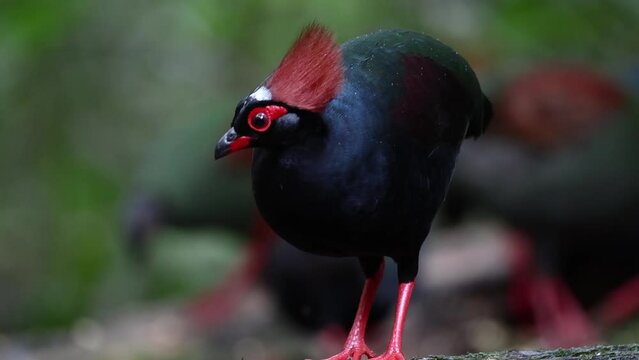 Nature wildlife footage of group of crested partridge (Rollulus rouloul) also known as the crested wood partridge, roul-roul, red-crowned wood partridge on deep forest jungle. 