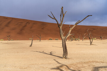 Dead Camelthorn Trees against red dunes and blue sky in Deadvlei, Sossusvlei. Namib-Naukluft National Park, Namibia, Africa