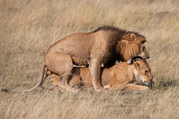 Big lion lying on savannah grass. Landscape with characteristic trees on the plain and hills in the background