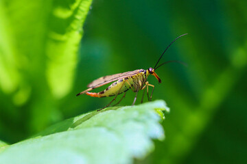 Scorpion fly on a leaf - Mecoptera