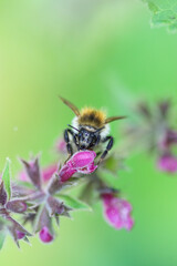 Bumblebee on a flower - Bombus pascuorum