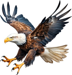 Obraz premium Watercolor painting of Bald Eagle. 