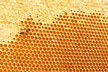 Honeycombs with sweet golden honey on whole background, close up. Background texture, pattern of...