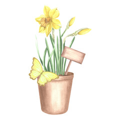 Naklejka na ściany i meble Yellow daffodils in clay flower pot with sign and butterfly. Isolated hand drawn watercolor illustration spring narcissus. Floral drawing template for card of Mothers day, 8 March, Easter, embroidery.