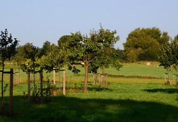 Orchard Meadow in Autumn in the Sunder in the Town Walsrode, Lower Saxony