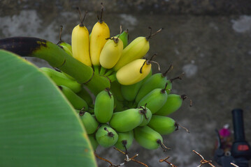 The green and yellow bananas on the tree under the sunlight