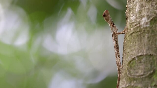 Nature wildlife footage of Horned Flying lizard Strange shape animal The beautiful color. Displaying bullying behavior Other males to protect the territory.