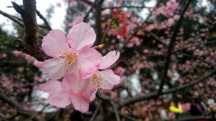 pink sakura flowers 