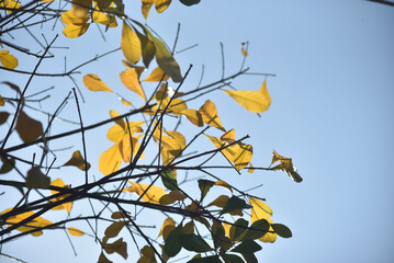 Golden leaves in the sunlight