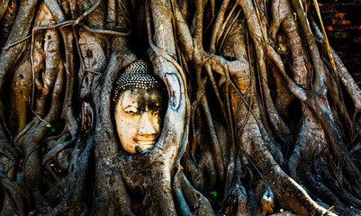 Buddha head in roots tree at Wat Mahathat temple of ayutthaya Thailand