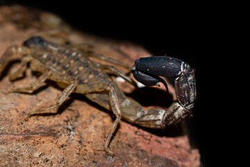  Close up scorpion tail (Lychas mucronatus) on wooden