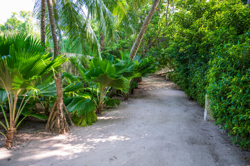 Sandy path in a dense tropical green forest.
