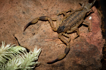 Scorpion (Lychas mucronatus) on wooden