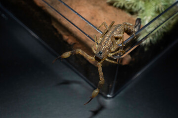 Scorpion (Lychas mucronatus) on the pet box