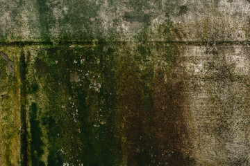 Green Moss on the old Concreate wall Texture
