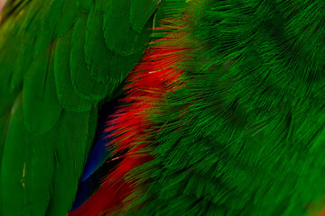 Fototapeta premium Close-up of Vibrant Green Eclectus Parrot Feathers Texture, Close-up Shot of Exotic Green Bird Feathers. 