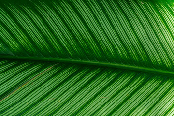 Close up green leaf texture background.
