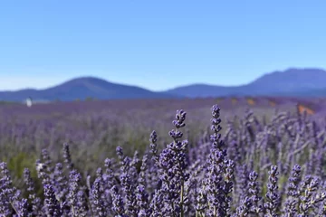 Fototapete Cradle Mountain A lavender field spread beneath the foothills, a breathtaking vista of purple hues stretching as far as the eye could see. The gentle slopes of the mountain cradled the vibrant expanse of lavender.