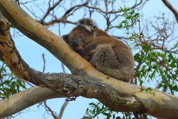 Obraz premium The koala nestle, its furry form curled on a tree limb, creating a picture of utter coziness. The eucalyptus leaves cradled the creature like a natural bed, and the koala, with eyes gently shut.