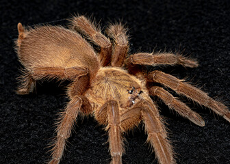 Close-up Brown tarantula or Asian Fawn tarantula (Chilobrachys huahini) on Black background