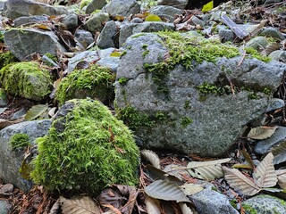 Moss grown on rocks and trees in the lush forests of Washington state