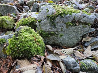 Moss grown on rocks and trees in the lush forests of Washington state
