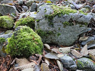 Moss grown on rocks and trees in the lush forests of Washington state