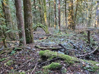 Moss grown on rocks and trees in the lush forests of Washington state