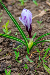 Purple crocus flowers in the garden on spring