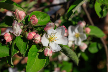 White blossom of apple tree at spring