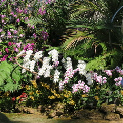 Colorful orchids and many other colorful flowers and ferns in the flower park in Chiang Mai, Thailand on February 1st, 2024
