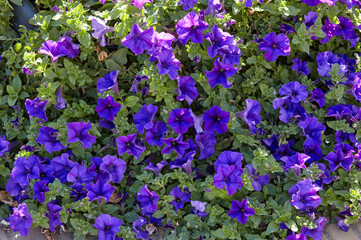Petunia, purple Petunias in the pot. Lush blooming colorful common garden petunias in city park. Family name Solanaceae, Scientific name Petunia