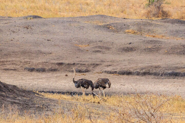 Two common ostrich (Struthio camelus) females in Tarangire National Park, Tanzania
