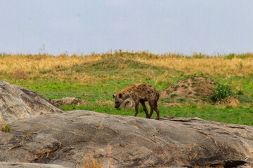 Spotted hyena (Crocuta crocuta), also known as the laughing hyena, in Serengeti National park in...