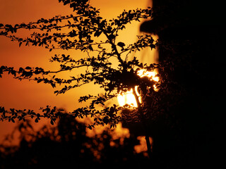 sunset silhouette of a house