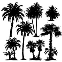 Fototapeta na wymiar palm trees silhouettes on white